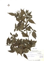 藏品(狹葉莢蒾)的圖片